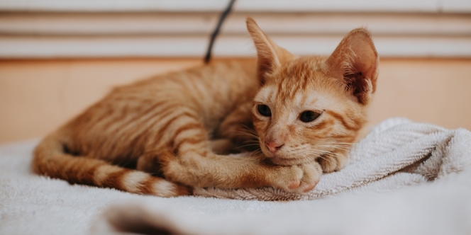 Arti Mimpi Kucing Mati yang Sering Berkaitan dengan Tanda Kehilangan