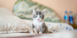 11 Arti Mimpi Melihat Kucing yang Membawa Pesan Baik dan Peringatan untuk Waspada