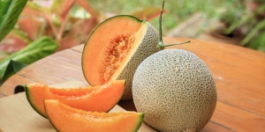 Unboxing Melon Jepang Seharga Ponsel, Penasaran Rasanya?