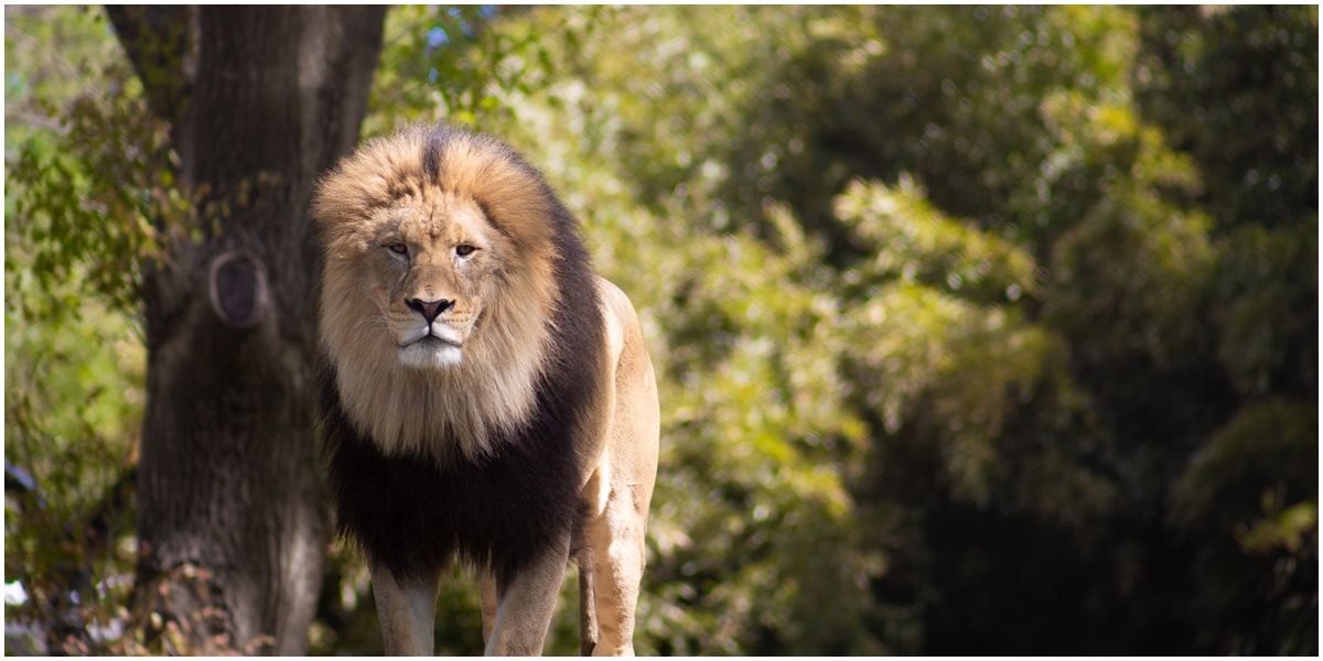 Jangan Takut, Ini 7 Arti Mimpi Dikejar Singa Pertanda Datangnya Rezeki Melimpah