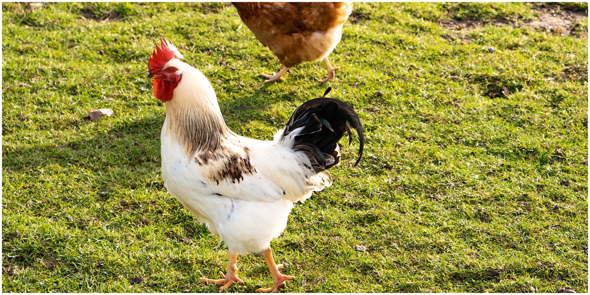 8 Arti Mimpi Ayam, Terdengar Janggal tapi Salah Satu Tafsirannya tentang Pencapaian Hidup