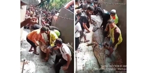 Viral Video Penangkapan Buaya Raksasa Sepanjang 5 Meter Lagi Santuy di Tengah Jalan Poros Mamuju-Majene