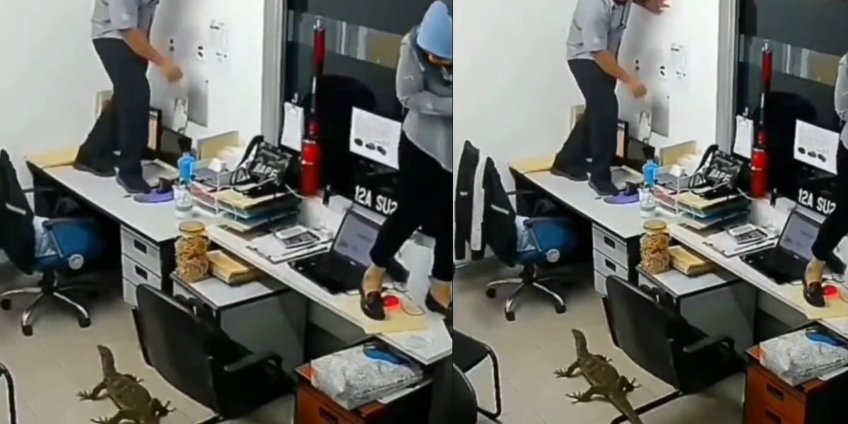 Viral Video Biawak Masuk Kantor, Pegawai Histeris dan Kocar-kacir Naik ke Atas Meja