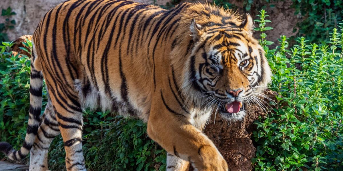 Ngeri! Penebang Kayu Tewas Diterkam Harimau Sumatera Saat Tertidur di Hutan Siak