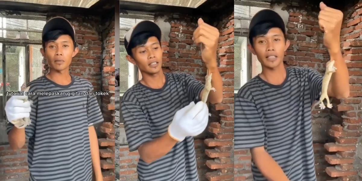 Ternyata Mudah! Begini Cara Lepaskan Gigitan Tokek dengan Tangan Kosong, Tak Perlu Tunggu Petir Muncul