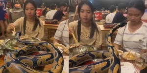Video Bikin Merinding Dua Gadis Makan Malam di Restoran Sambil Ditemani Ular Piton Besar, Asli atau Efek CGI?