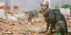 9 Arti Mimpi Membunuh Kucing, Berbeda Makna Tergantung Warnanya