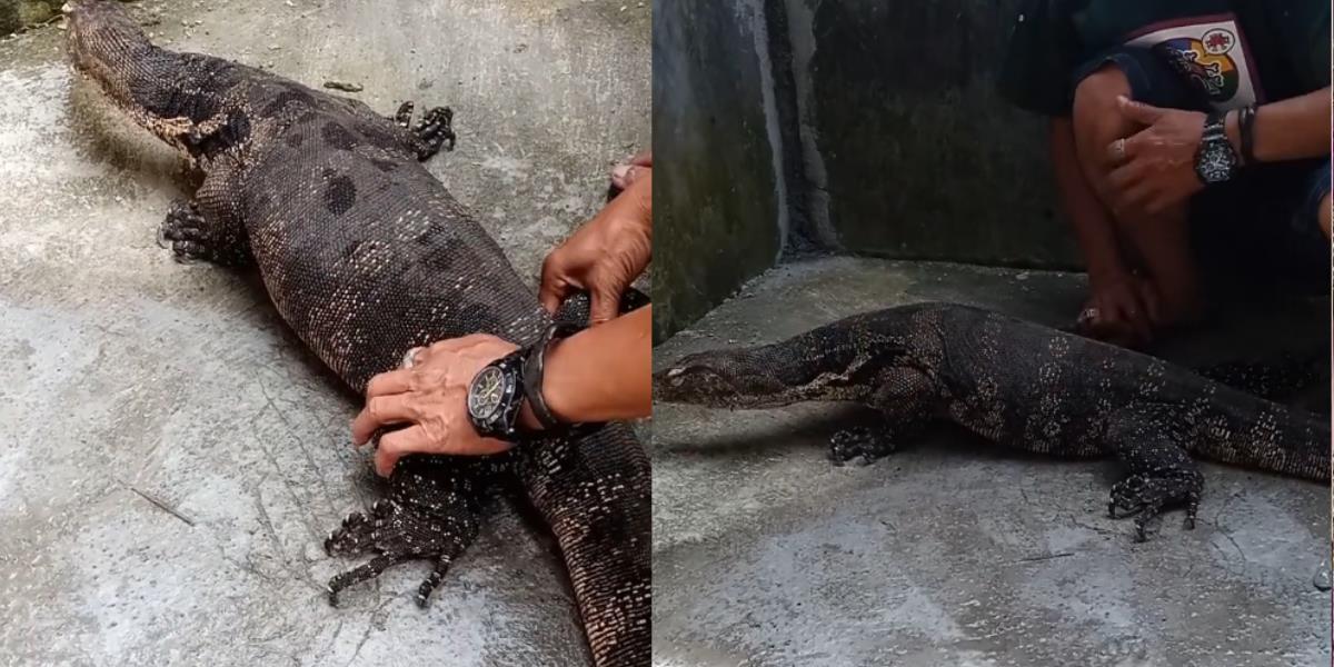 Lagi Bersih-bersih Gudang, Warga Klaten Diserang Biawak Raksasa, Panik Auto Serang Balik