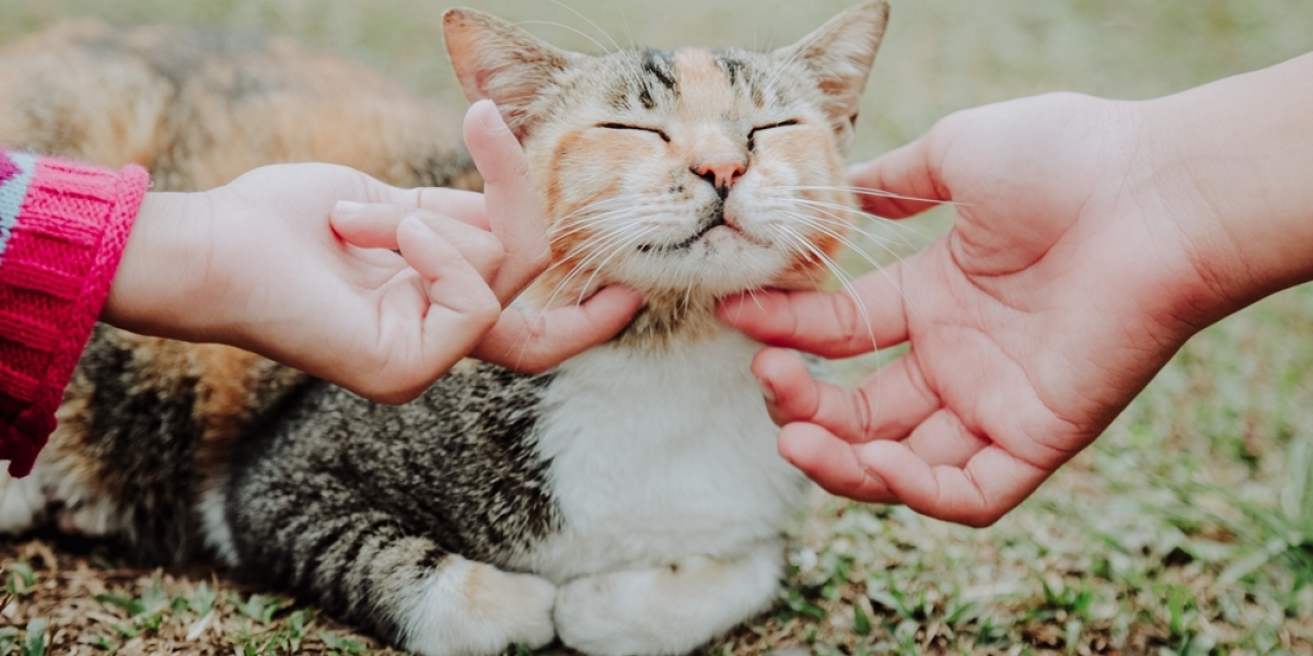 5 Arti Mimpi Melihat Kucing Melahirkan: Pertanda Keberuntungan atau Kesialan?