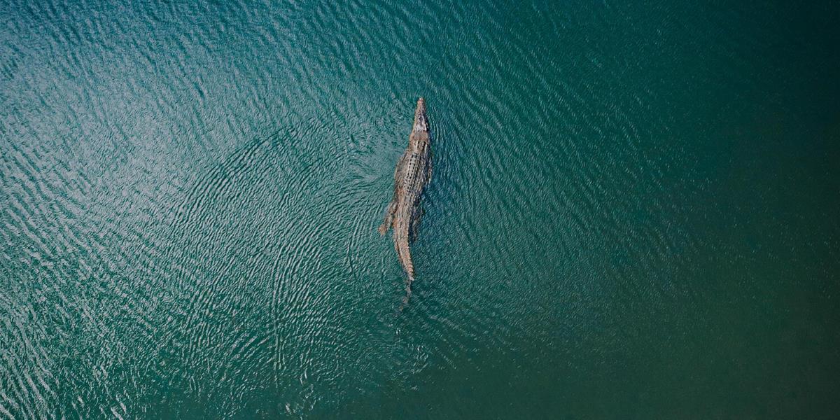 Buaya `Antar` Jasad ke Keluarga di Kalimantan Ternyata Bukan Kali Pertama Terjadi