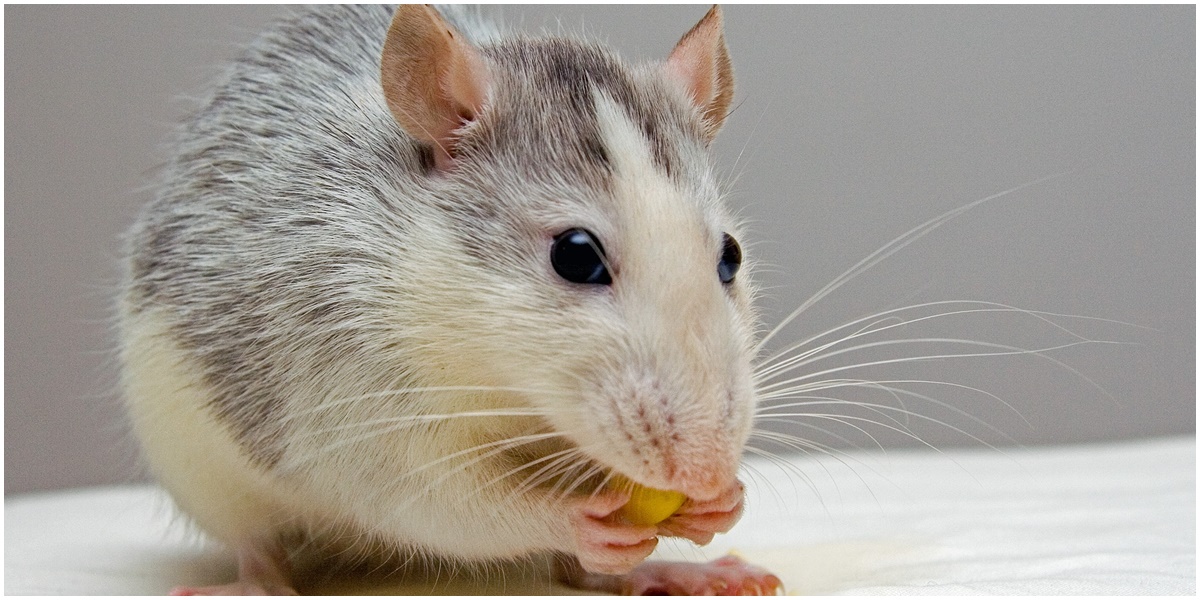 6 Arti Mimpi Digigit Tikus yang Tak Selalu Jadi Pertanda Buruk