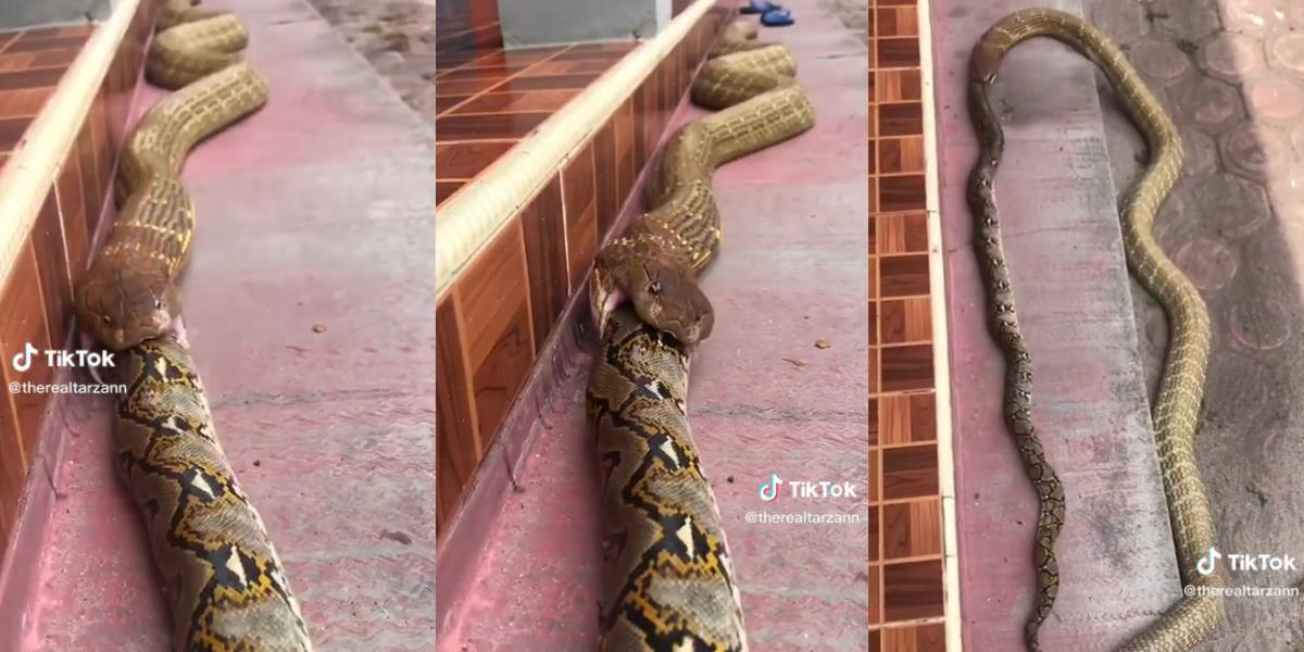'Teman Makan Teman', Momen King Kobra Lebih Gede dari Garaga Telan Bulat-Bulat Ular Piton Raksasa