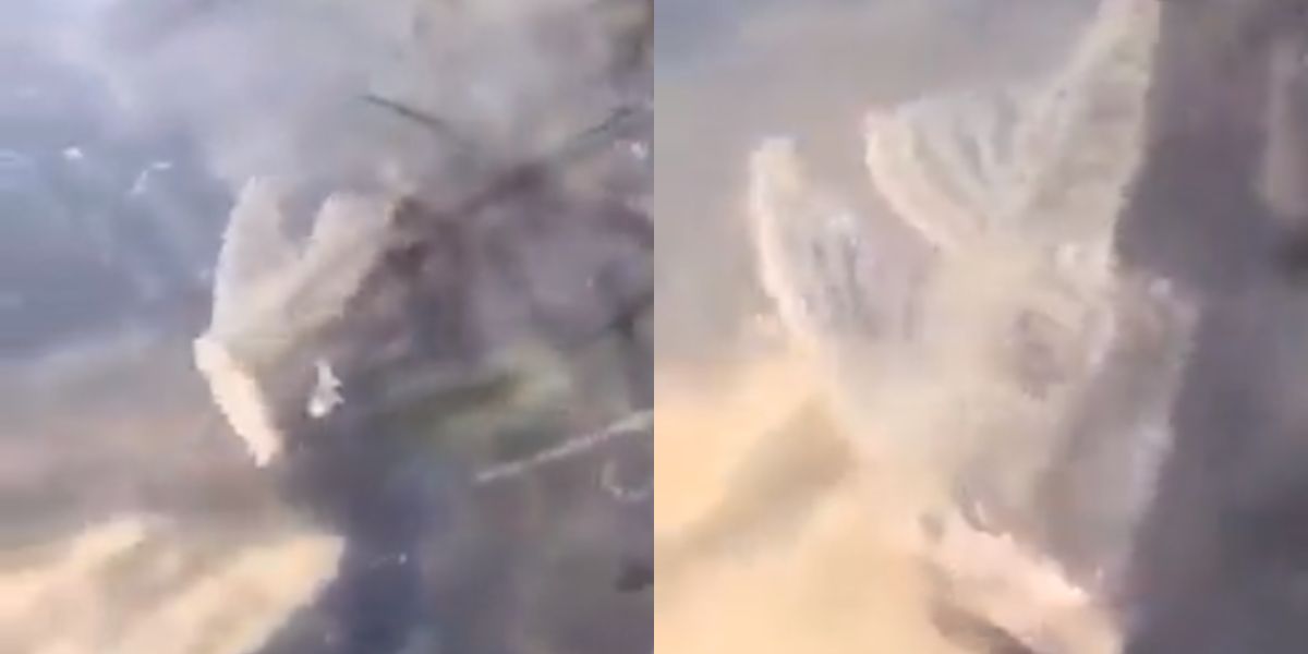 Ajaib! Viral Video Ikan Tanpa Kepala Berenang di Kolam