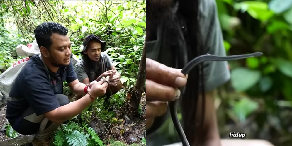 Penampakan Tak Biasa Ular Naga Endemik Jawa, Saat Dilihat Seolah Mati, Ternyata Masih Hidup!