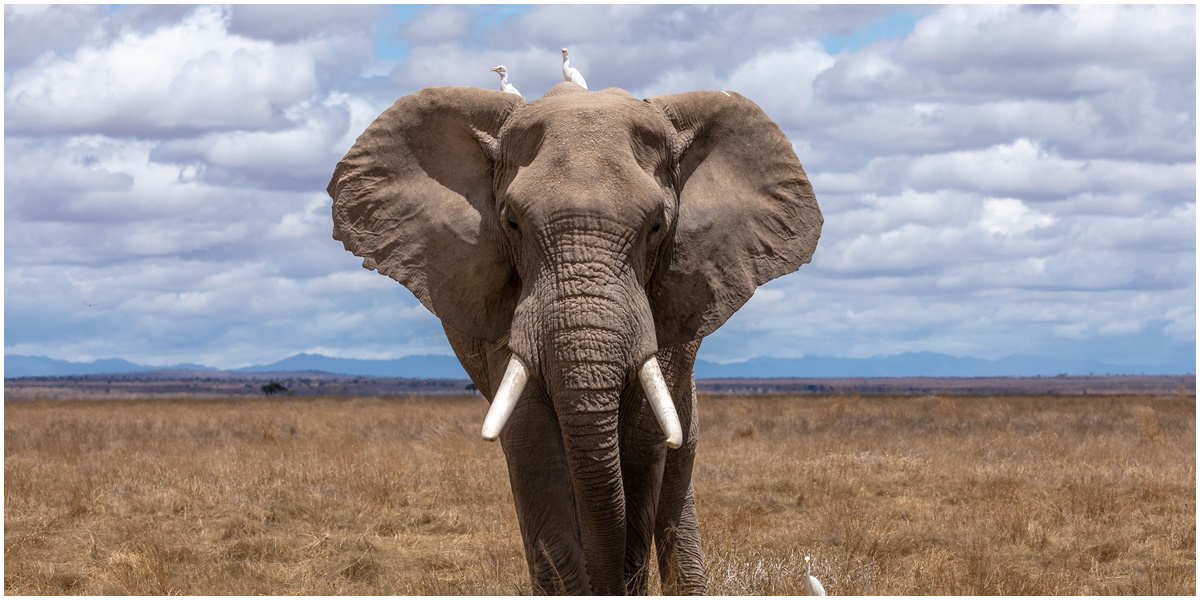 Sekilas Menakutkan, 8 Arti Mimpi Dikejar Gajah Ternyata Ada yang Membawa Keberuntungan Hidup