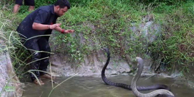 Ngeri dan Deg-degan! Momen Panji Petualang Kelabakan Dikeroyok Dua King Kobra Raksasa di Wonosobo