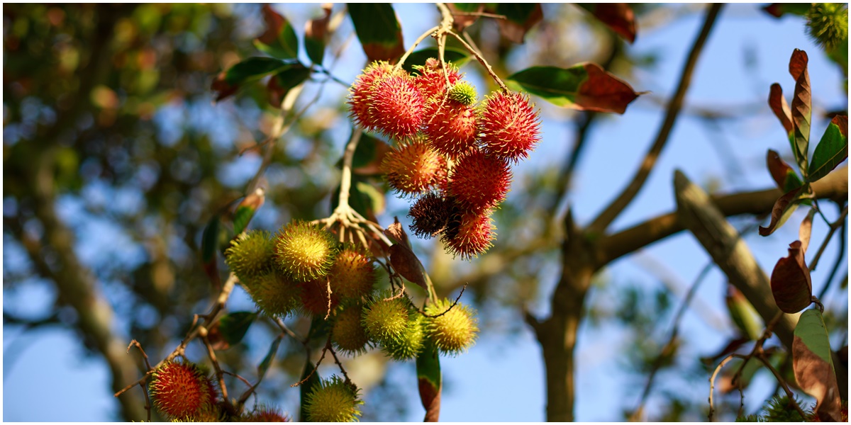 6 Arti Mimpi Makan Rambutan, Ada Rezeki Melimpah yang Datang secara Tidak Terduga