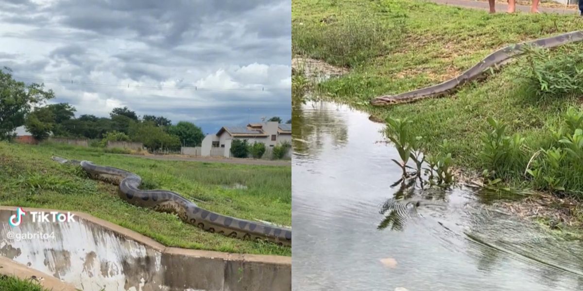 Heboh Anaconda Raksasa Sepanjang 7 Meter Muncul di Permukiman Warga, Penampakannya Mengerikan