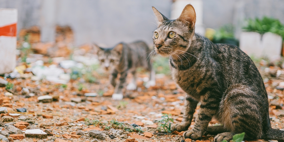 Demi 5 Kucing Peliharaan Tak Kabur, Wanita Hidup dari `Bansos` Rela Cuma Makan Seminggu Sekali