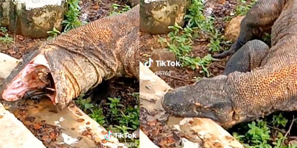 Akibat Terlalu Serakah, Komodo Sampai Kelojotan Mulut Terus Nganga Tersangkut Tanduk Mangsa