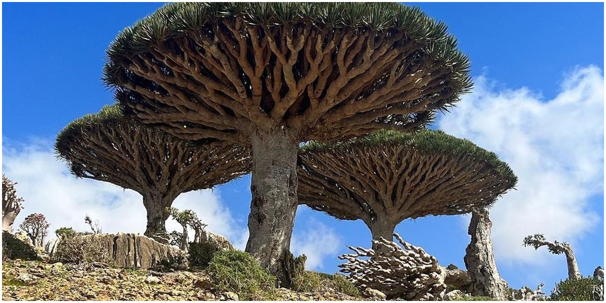 5 Fakta Pulau Socotra yang Misterius, Dianggap Jadi Tempat Persembunyian Dajjal