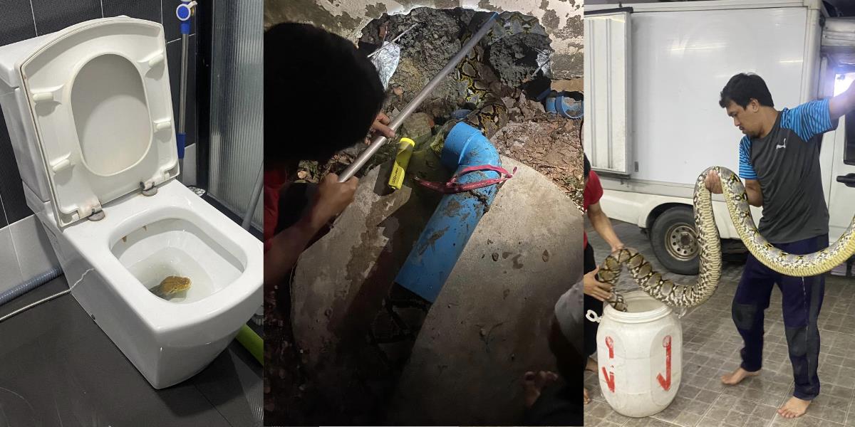 Siram Toilet Airnya Mampet, Pas Memeriksa Muncul Kepala Piton, Begitu Dibongkar Ternyata Ular Raksasa