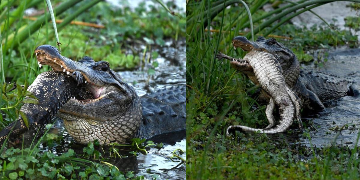 Cerita Fotografer yang Gemetaran Lihat Kerabat Dekat Buaya Raksasa Memakan 'Bestienya' dengan Kejam dan Brutal