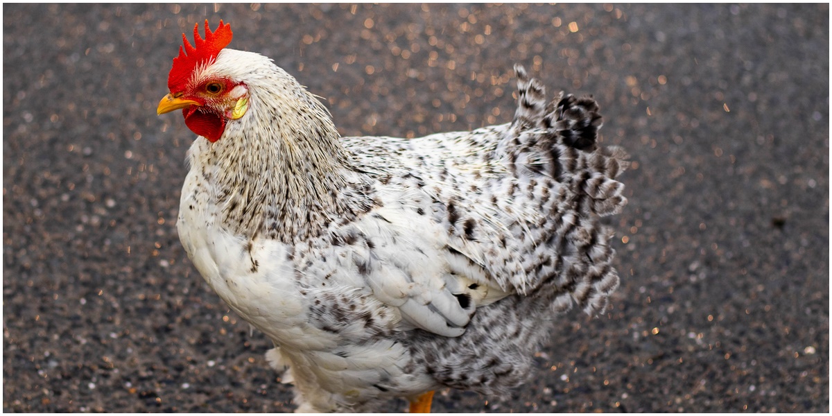 6 Arti Mimpi Dikejar Ayam, Salah Satunya Berkaitan dengan Kecemasan Menjalani Hidup