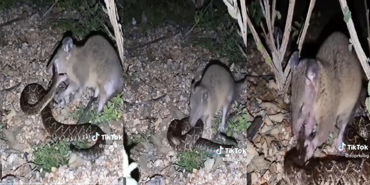 Menyalahi Kodrat, Video Detik-Detik Tikus yang Rakus Makan Ular Usai Bertarung Sengit