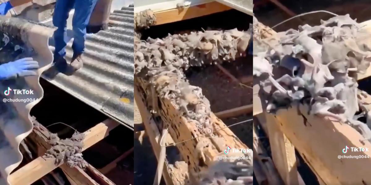 Merinding! Penampakan Ribuan Kelelawar Nempel di Kayu Penyangga Atap Saat Membongkar Rumah Tua Terbengkelalai