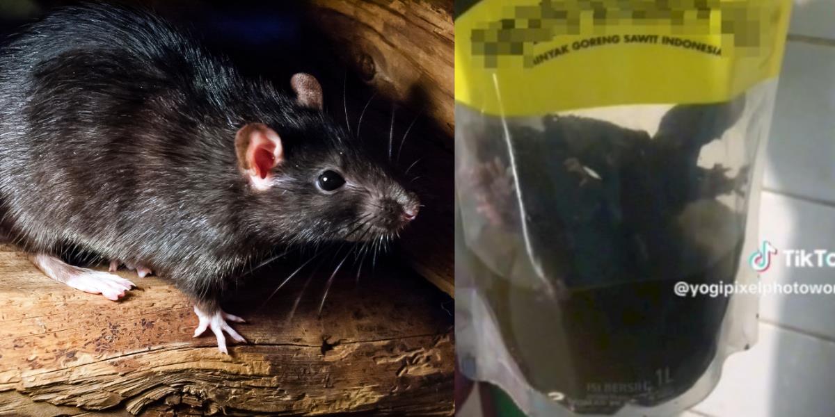 Jijik! Tikus 'Renang' di Dalam Bungkus Minyak Goreng Kemasan, Bukan 1 Tapi 5 Ekor: Padahal Minyak Lagi Mahal