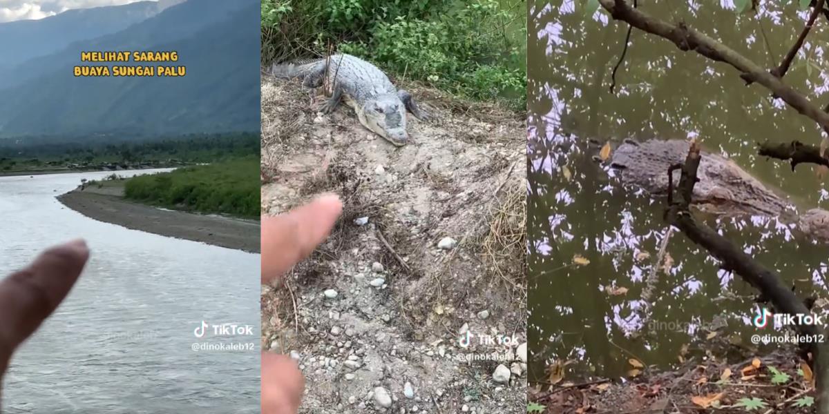Melihat Langsung Penampakan Buaya Sungai Palu di Sarangnya, Ada yang Panjangnya Enam Meter: Diduga Buaya Berkalung Ban yang Viral