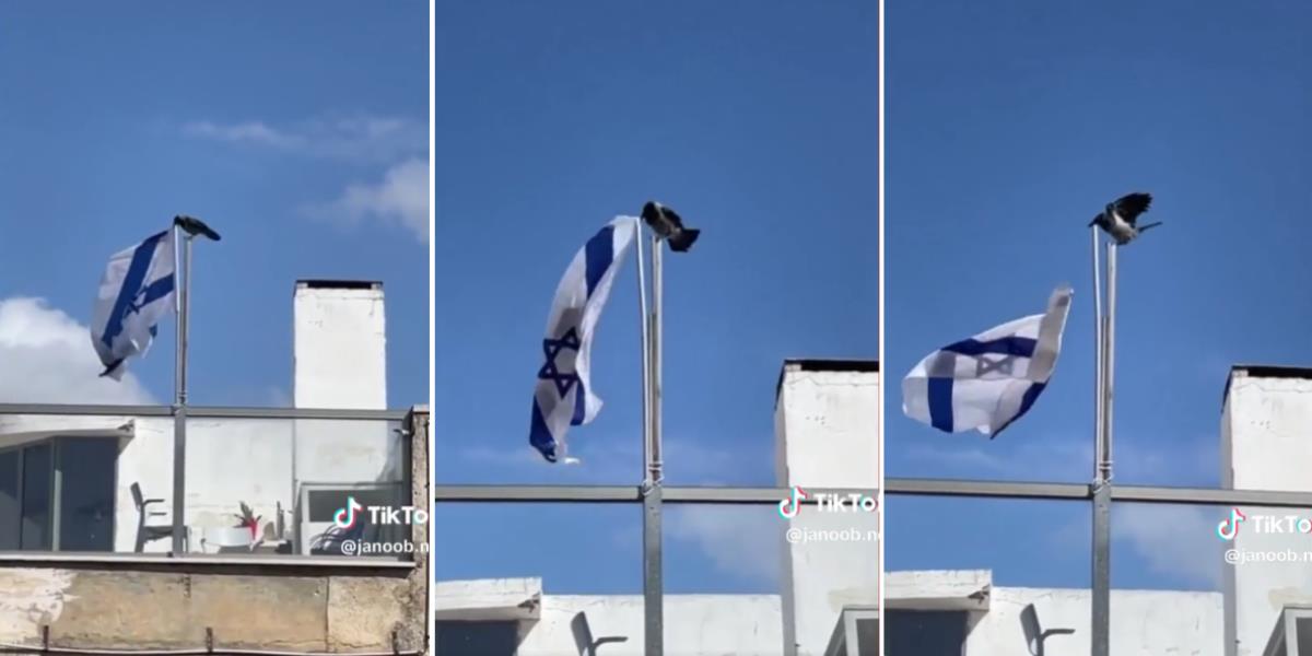 Viral Fenomena Langka! Burung Gagak Copot Bendera Israel, Pertanda Apa?