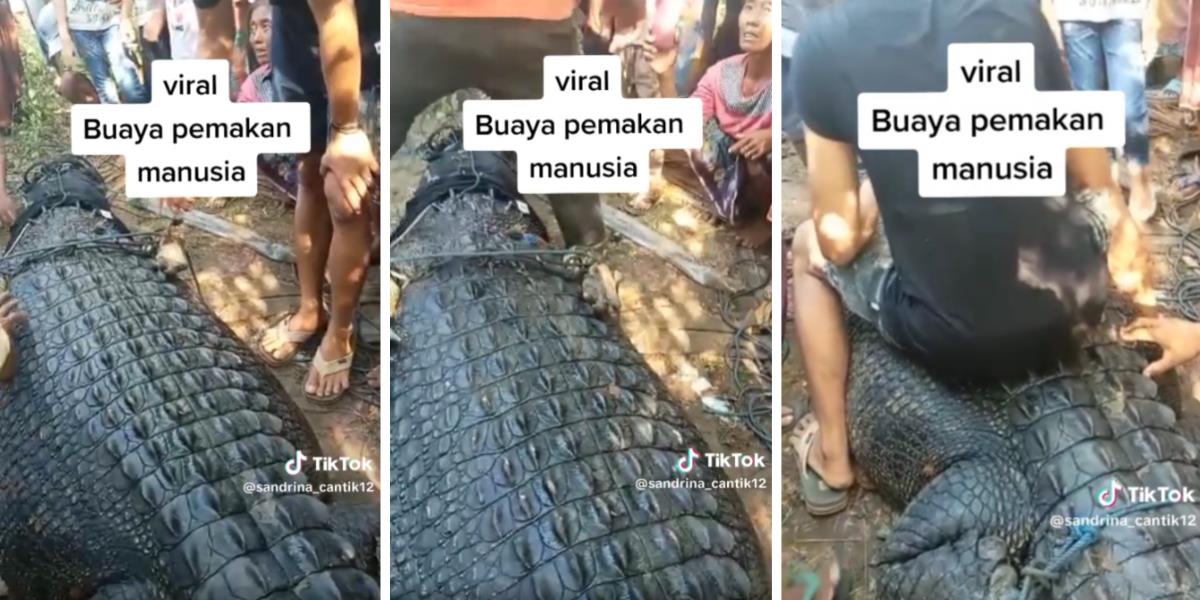 Viral! Penampakan Buaya Muara Raksasa Pemakan Manusia di Lombok Tengah yang Akhirnya Berhasil Ditangkap, Panjangnya Lima Meter