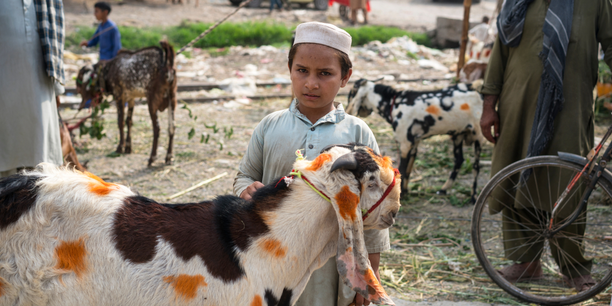 Umur Minimal Kambing Bisa untuk Kurban, serta Ciri Hewan Kurban yang Sah Menurut Ulama