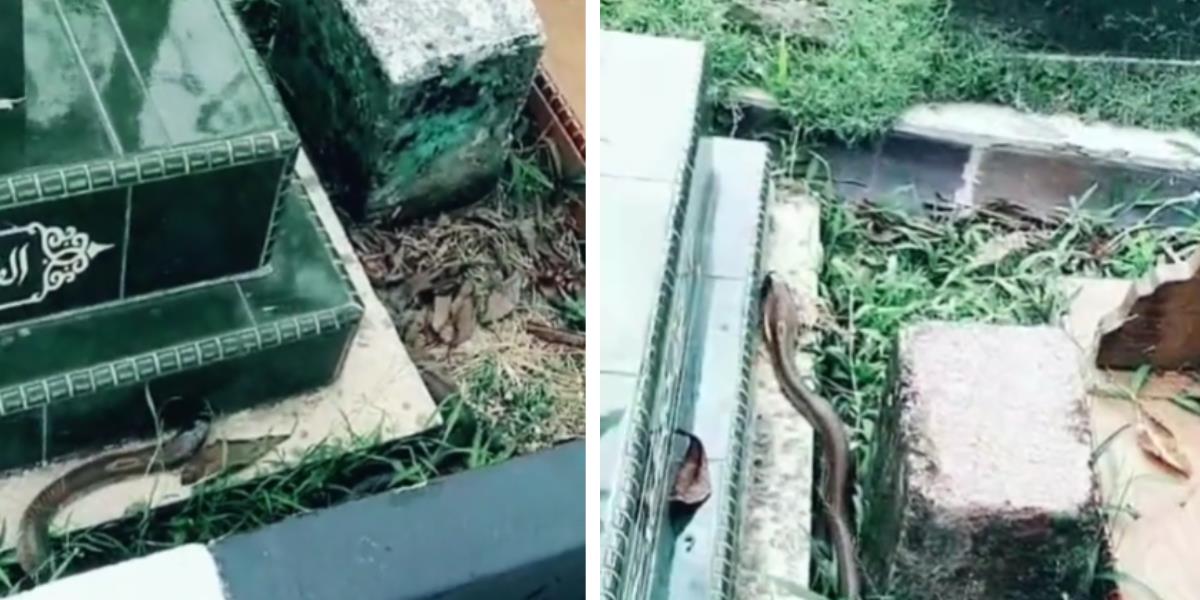 Ngeri! Penampakan Ular Kobra Hitam 'Penunggu' Kuburan Anak Kecil, Muncul dari Celah Kijing Bikin Takut Ziarah