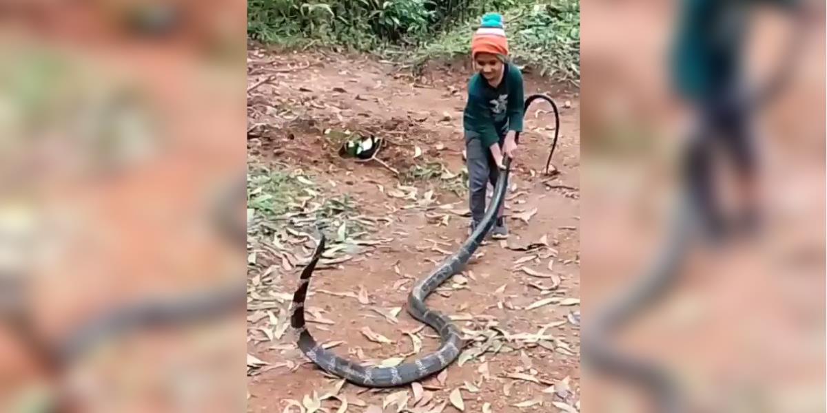 Viral Video Aksi Bocah Bermain Ular King Kobra yang Lebih Besar dari Garaga, Netizen Ketar-ketir Lihatnya