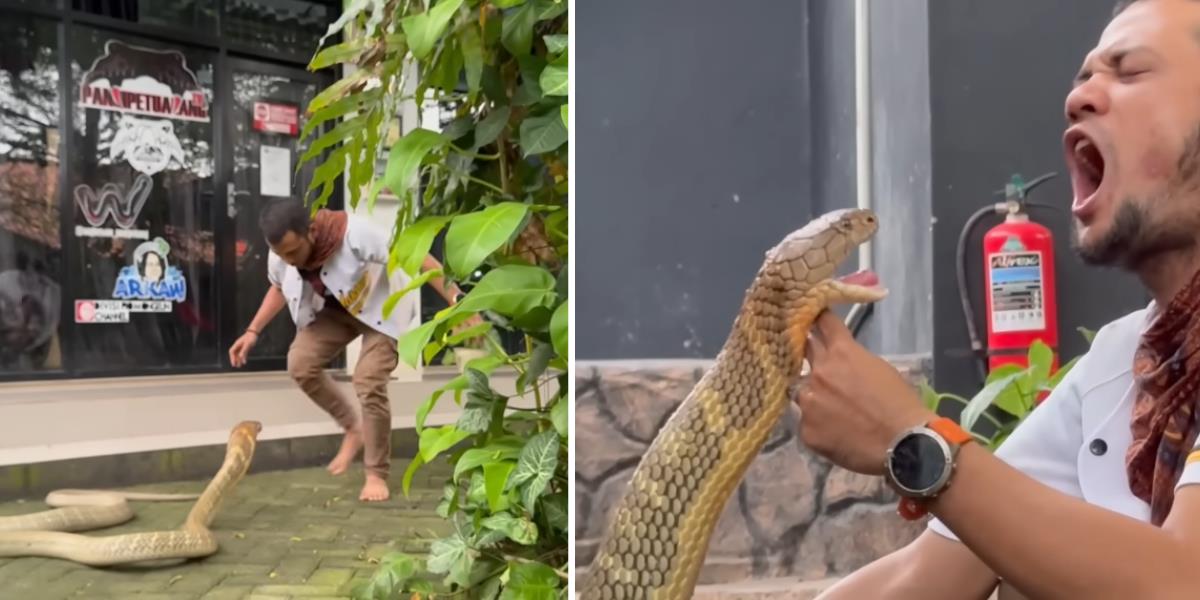 King Kobra Terbesar di Kalimantan Susah Diajak 'Damai', Panji Petualang Sampai Diserang Berkali-kali