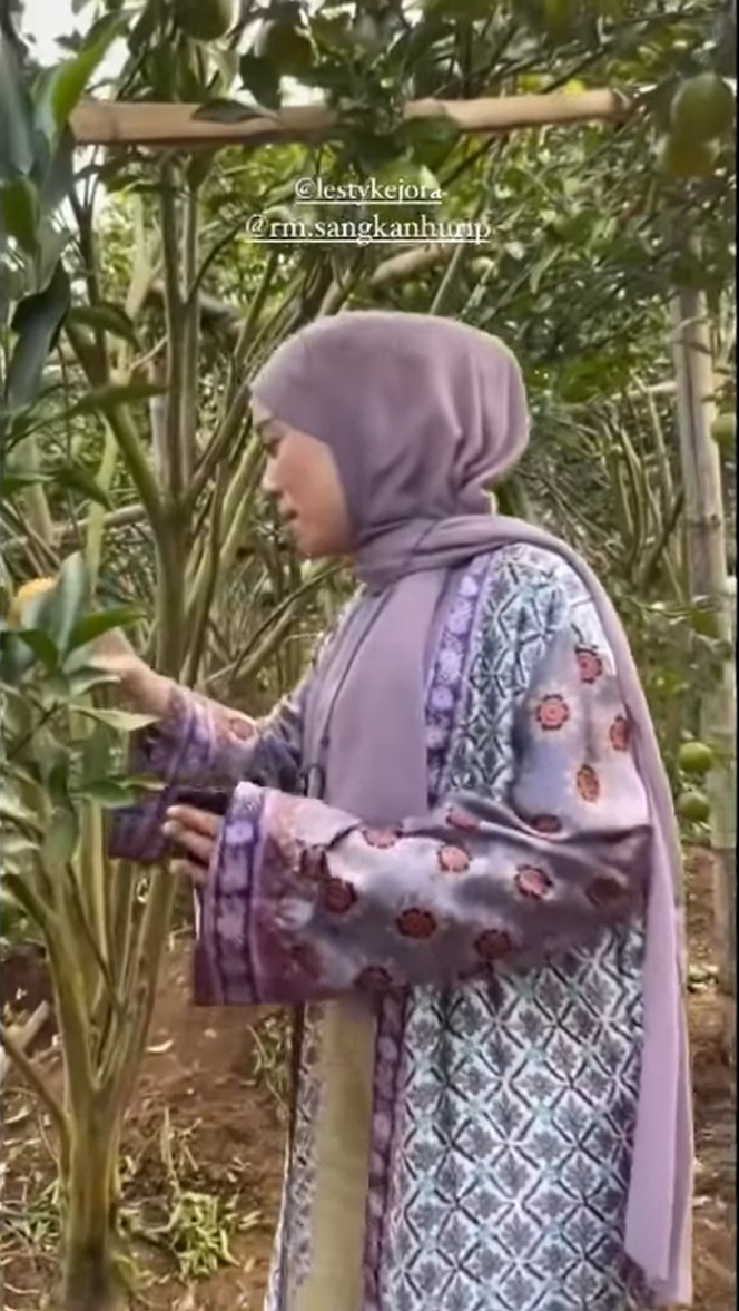 Jarang Terekspos, Inilah Potret Kebun Jeruk Lesti Kejora yang Super Luas dan Berbuah Lebat!
