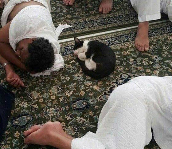 Subhanallah, Lihat yang Dilakukan Kucing Itu di Masjidil 