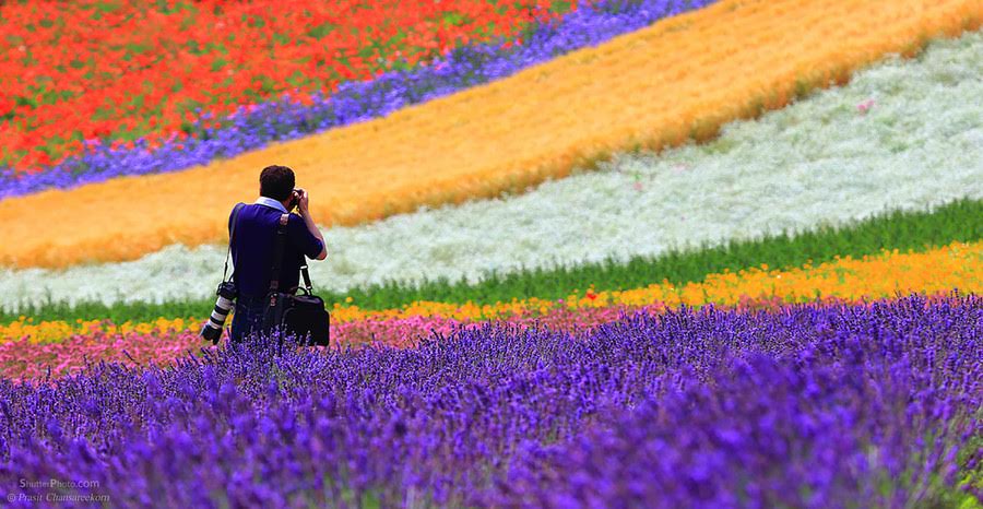 5 Festival Bunga  di Jepang yang Selalu Dinantikan Turis 