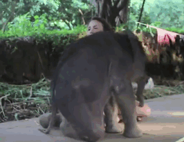 10 Tingkah Bayi Gajah yang Gemesin Banget!  Dream.co.id