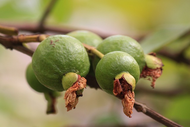 9 Manfaat Buah Jambu Bagi Kesehatan Tubuh 