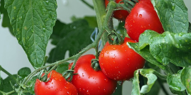 2.	Manfaat Tomat: Meningkatkan Daya Tahan Tubuh