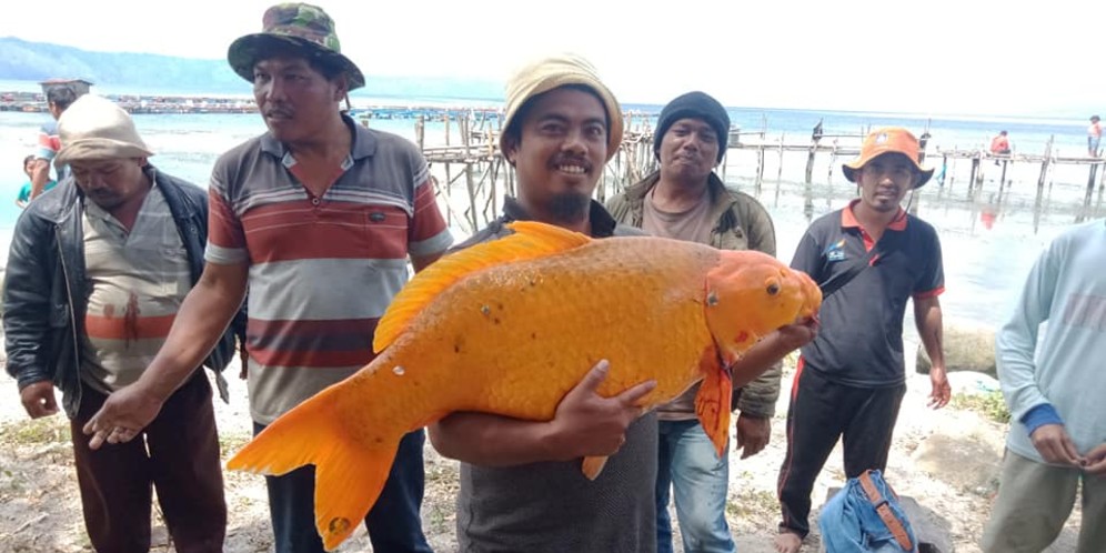 Viral Video Penangkapan Ikan Mas 15kg di Danau Toba