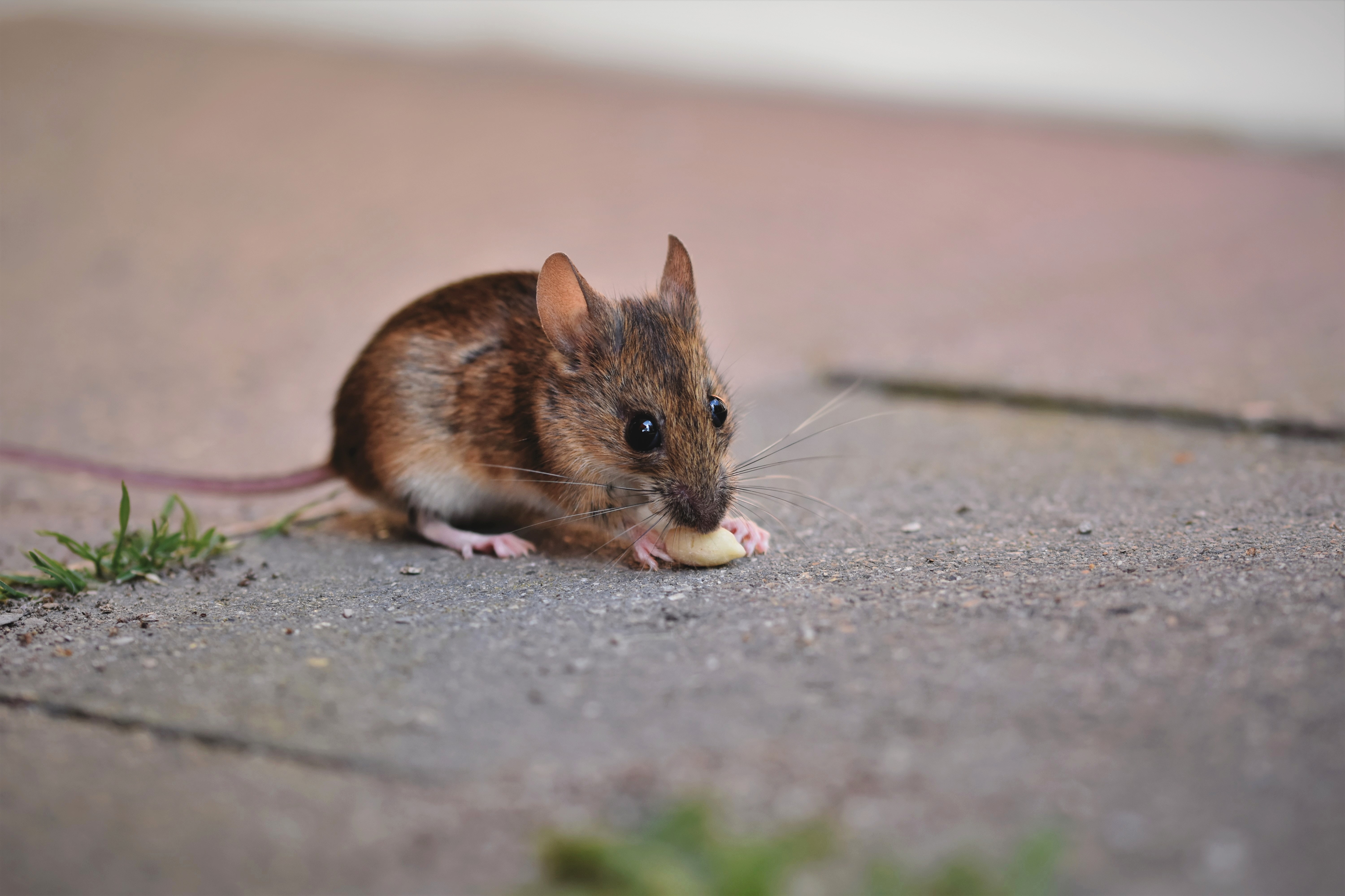 5 Arti Mimpi Dikejar Tikus: Waspada, Jangan Abaikan!