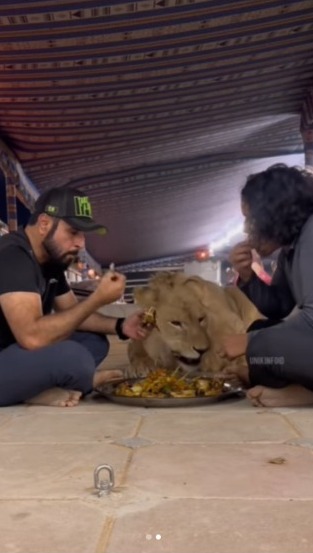 Making Dubai Residents Nervous, Breaking the Fast with a Lion, Netizens: If You're Still Hungry, Just Eat It!