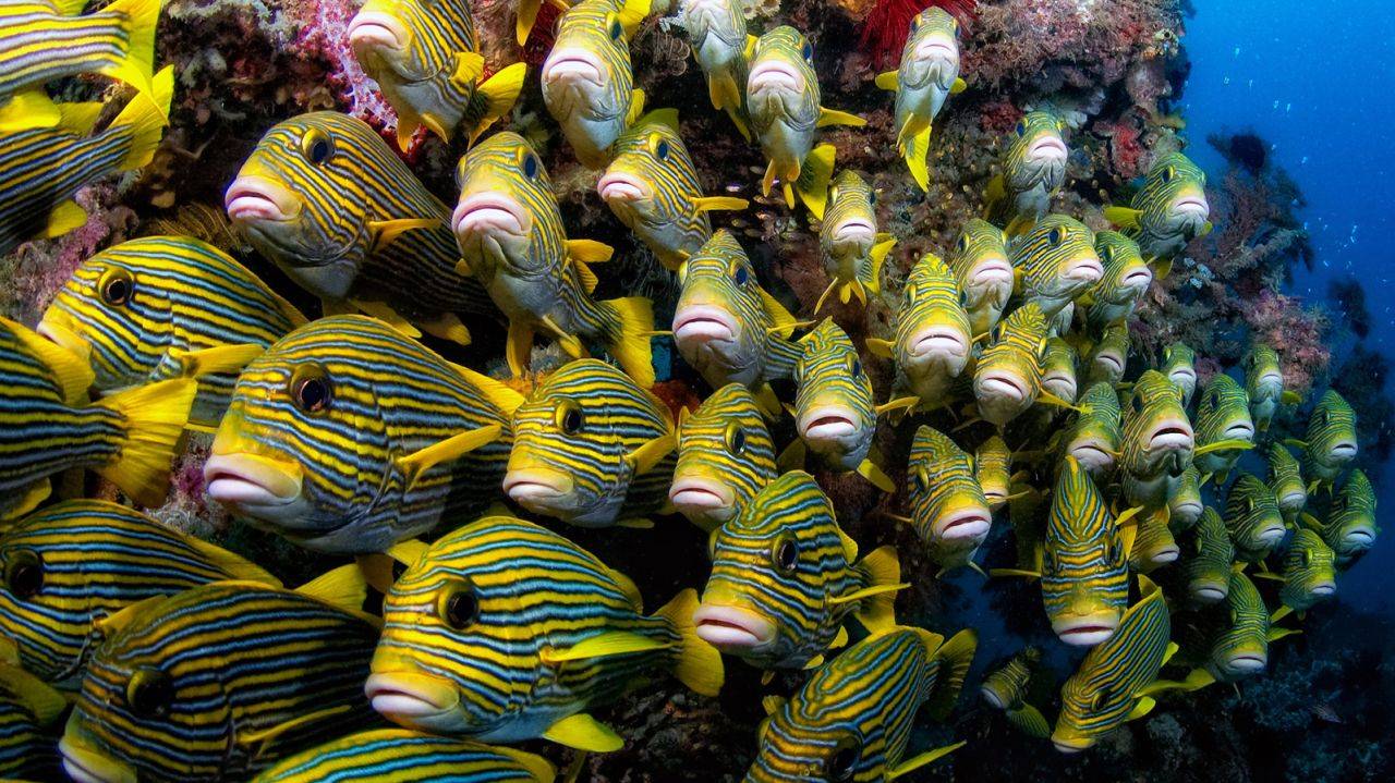 Fish species in Raja Ampat Papua are increasing