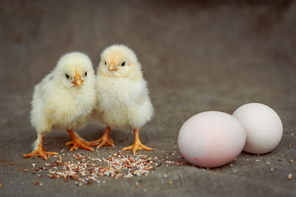 Terungkap! Ini Penjelasan Ilmiah di Balik Debat 'Ayam & Telur Duluan Mana?'