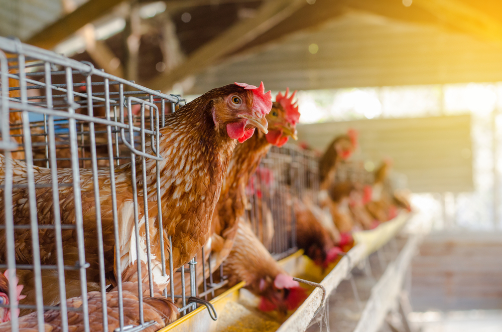 Terungkap! Ini Penjelasan Ilmiah di Balik Debat 'Ayam & Telur Duluan Mana?'